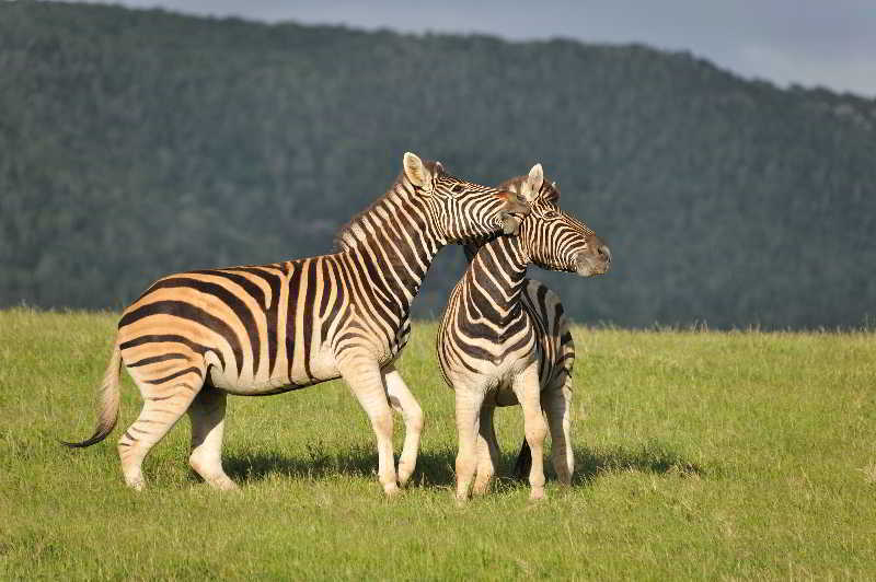 Kariega Game Reserve Bushman's River Mouth Luaran gambar
