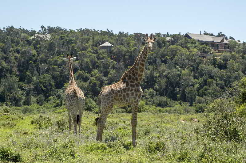 Kariega Game Reserve Bushman's River Mouth Luaran gambar